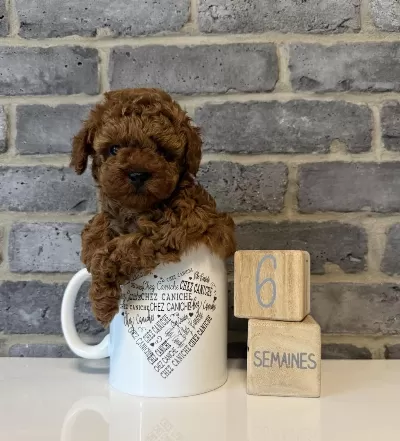 Oyuncak Boy Poodle Bebek