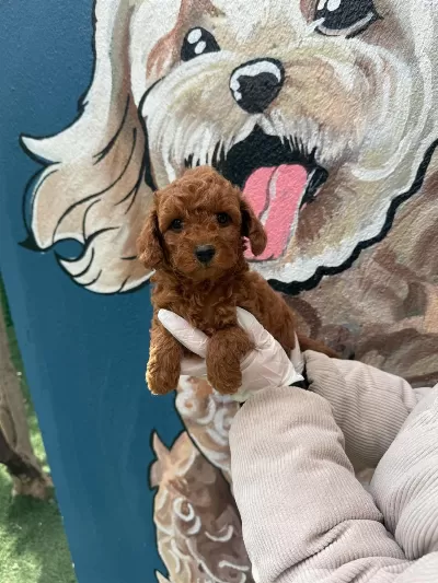 Ziyarete Açik Erkek Dişi Poodle Bebekler