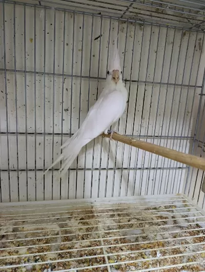 Dişi Albino Sultan Papağanı 1 Yaşına Yakın