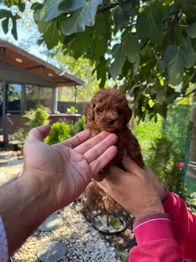 Orjinal Toy Poodle Yavrumuz Boi