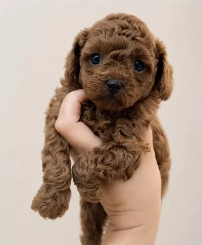 İrk Garantili Poodle Yavrulari