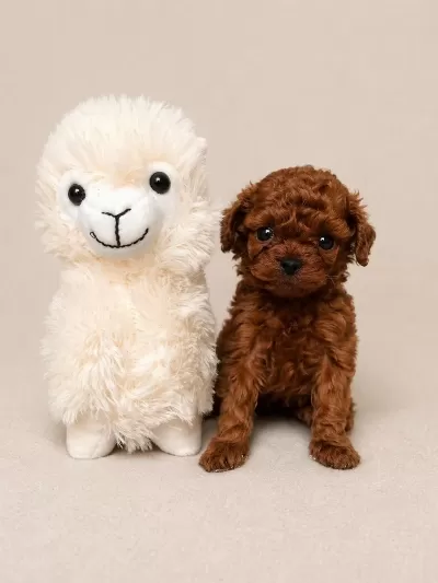 Üst Kalite Toy Poodle Yavrular