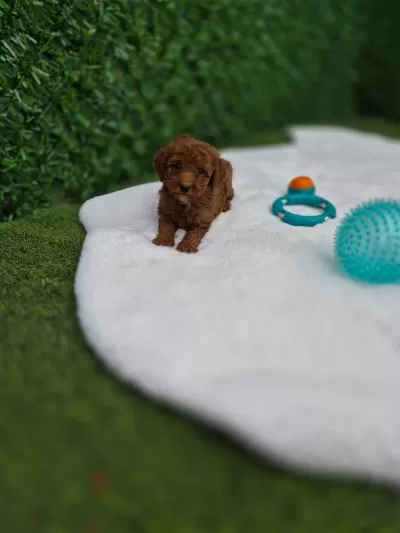 Toypoodle Yavrularimiz Aşili Veteriner Kontrollü