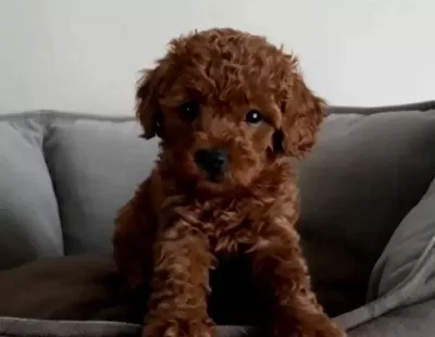 Kore Poodle A Kalite