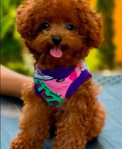 Çipli Karneli Sağlik Garantili Toy Poodle Yavrular
