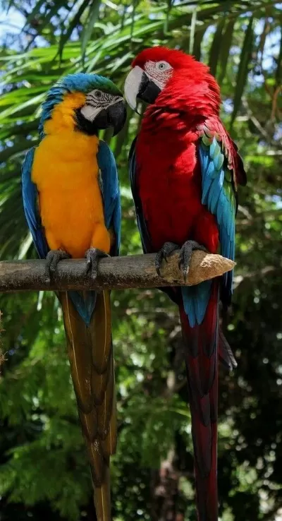 Orjinal Ara Macaw Özel Renk
