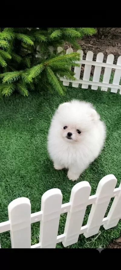 Teacup Pomeranian Erkek Yavru