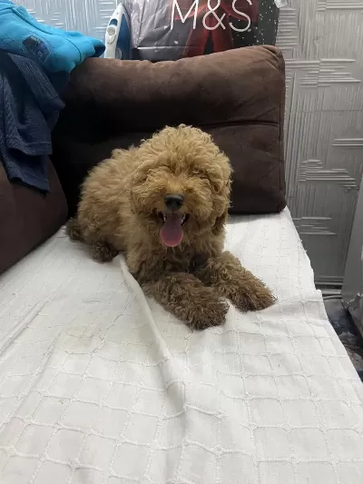 Sağlıklı 5 Aylık Dişi Poodle