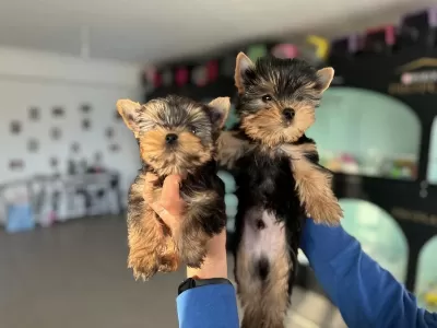 Wc Eğitimli Tea Cup Yorkshire Terrier