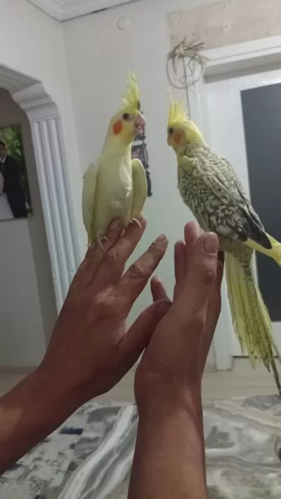 Sevimli Sultan Bebek Papağanlarımız