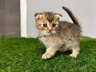 Scottish Fold Golden Ny11