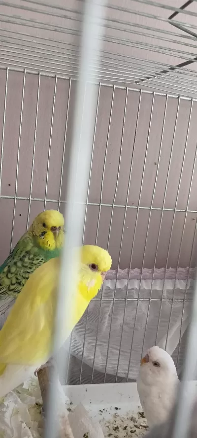 Envai Çeşit Muhabbet Kuşu