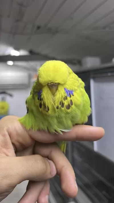 Show Jumbo Muhabbet Yavrular Uygun Ve Yardımcı Olurum
