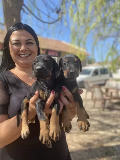 Dişi Erkek Üst Kalite Doberman Yavrularım