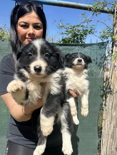 Dişi Border Collie Yavrularım