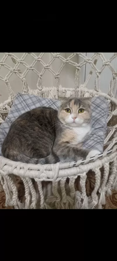 British Shorthair (melez)