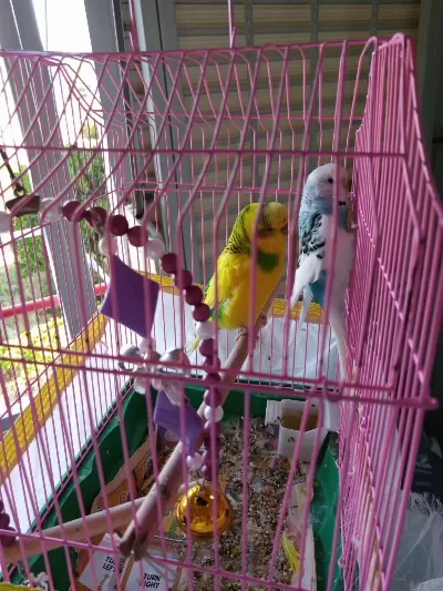 1 Erkek Ve 1 Dişi Muhabbet Kuşu