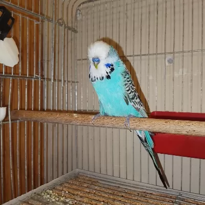 Erkek Show Jumbo Muhabbet Kuşu