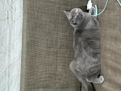 Ücretsiz Sahiplendirme British Shorthair Acil