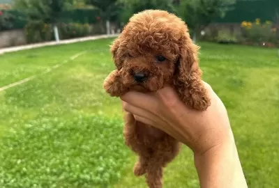 Toy Poodle İrk Garantili Köpekler
