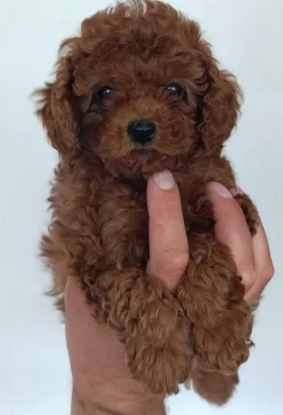 Toy Poodle İrk Garantili Yavrular