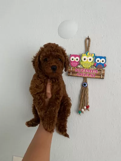Toy Poodle Yavrularım Orijinal Ev Üretimi