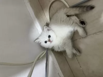 British Golden Shorthair