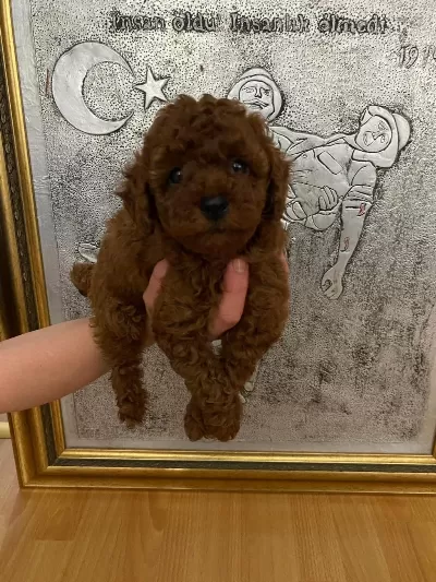 Toy Poodle Yavrular Ev Üretimi
