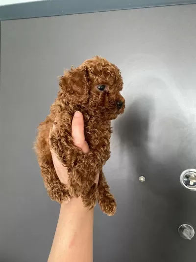 Red Brown Poodle Yavrularım Orijinal