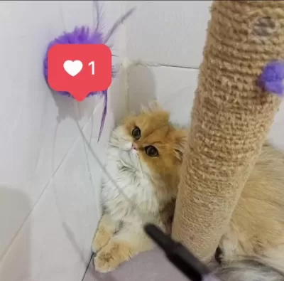 Şecereli British Longhair Dişi