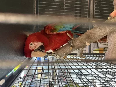 Belgeli Çipli Ara Macaw Papağani Citypetshop