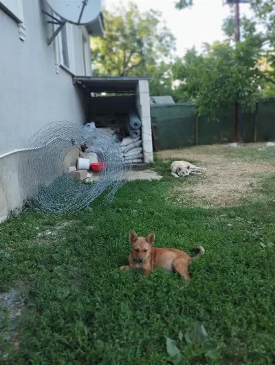 Dişi Akita Bebeğimiz