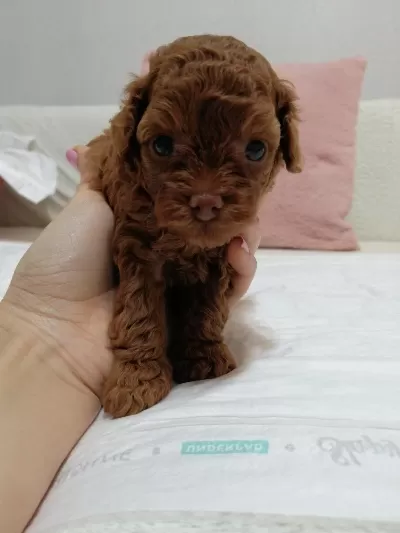 Harika Kore Toy Poodle