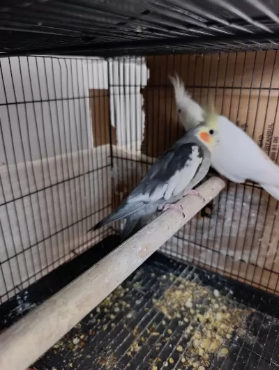 Garantili Takım Sultan Papağanı