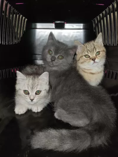 2.5 Aylık British Shorthair Yavrularım