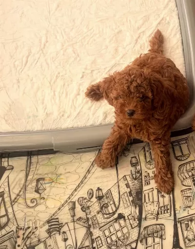 Sağlıklı 2 Aylik Toy Poodle