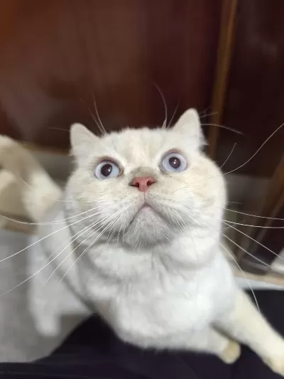 Ücretsiz British Shorthair Erkek