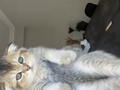 British Shorthair Leopar Desenli Yavrum