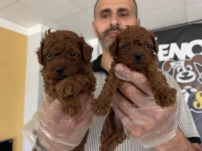 En Güzel Toy Poodle Yavrular Ankara Mağazamizda Görün