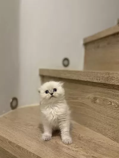 Scottish Fold Longhair Yavrularim