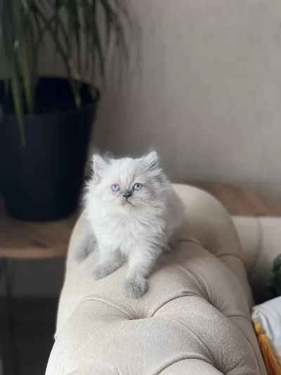 Hemen Teslim Blue Point British Longhair