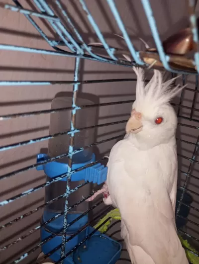 Bir Çift Orijinal Kırmızı Göz Albino Sultan Papağanı