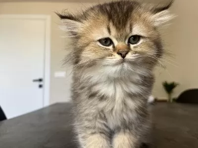 British Longhair Uzun Tüylü Yavru