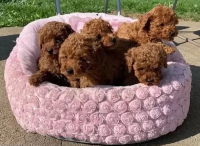 Aşili Pasaportlu Mikroçipli Toypoodle Yavrularimiz