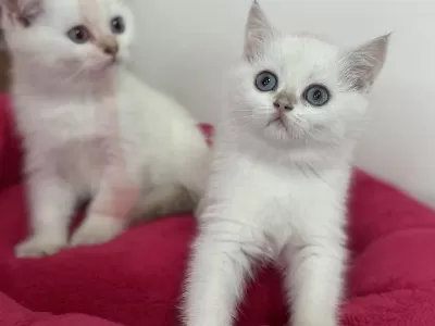 Golden Point British Shorthair Yavrularımız