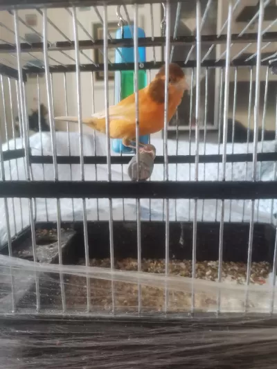 Hazir Bangir Bangir Oter Durumda Harleguin Kanarya