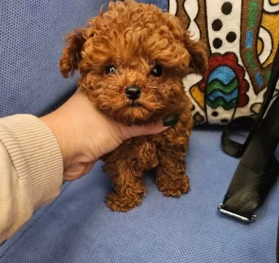 Ruhsatli Köpek Çiftliğinden Toypoodle Yavrularimiz