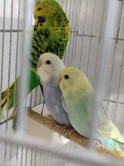Yeme Düşmüş Rainbow Muhabbet Kuşlar Eğitimlik