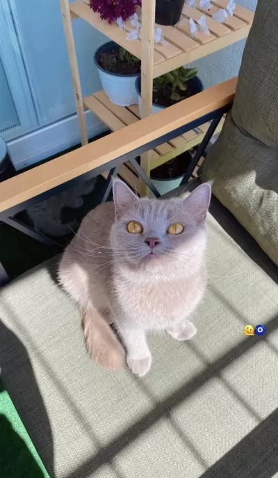 British Shorthair Kedimiz 2 Yaşında