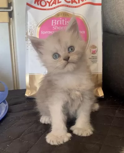 Üst Kaliteli Maine Coon Ns11 Rengi